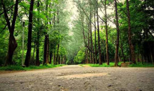 বোটানিক্যাল গার্ডেন বা জাতীয় উদ্ভিদ উদ্যান