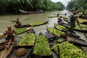 পেয়ারা বাগান ও ভাসমান বাজার