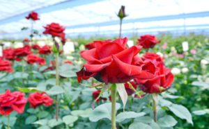 গোলাপ গ্রাম
